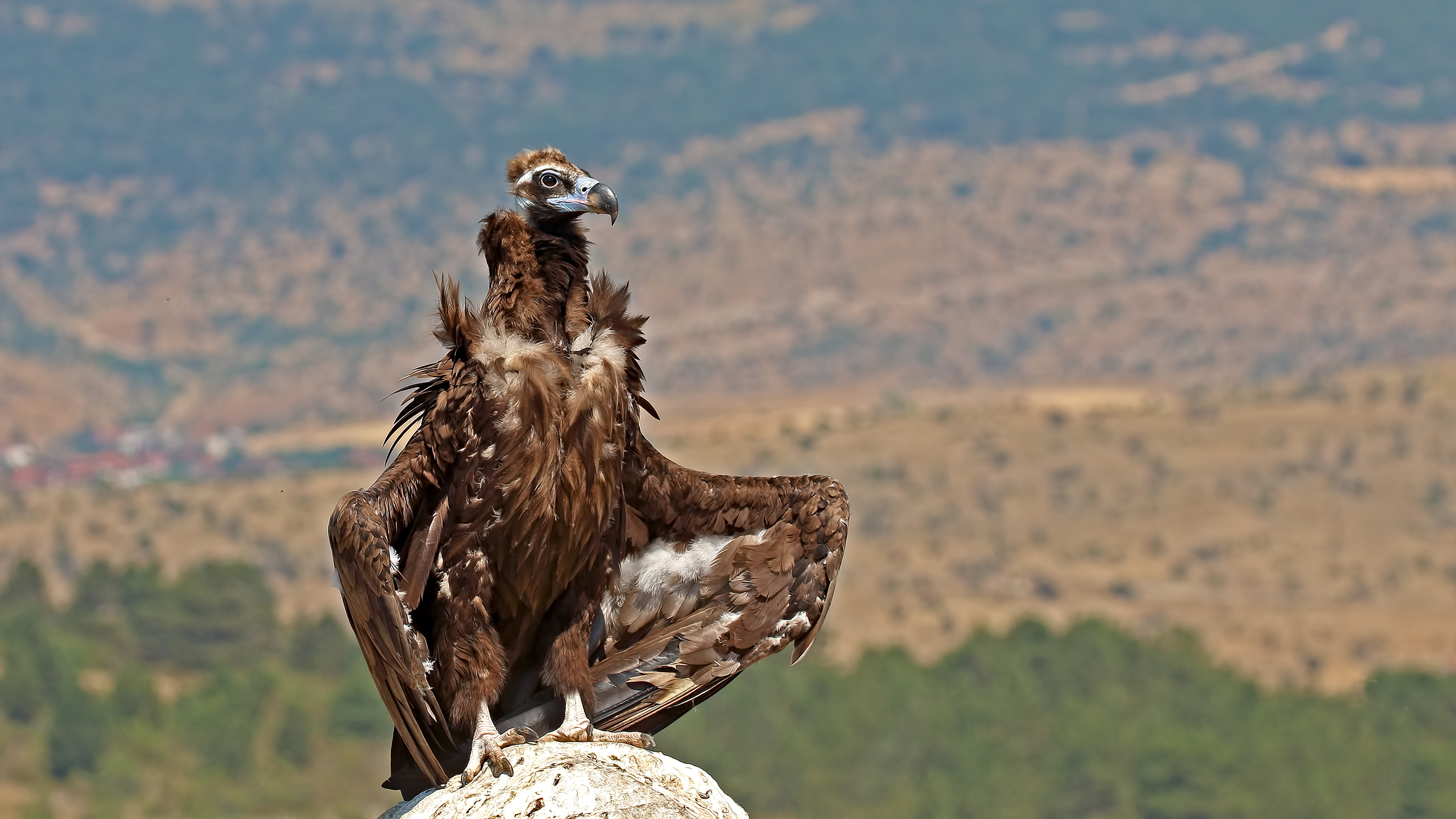 Cinereous Vulture